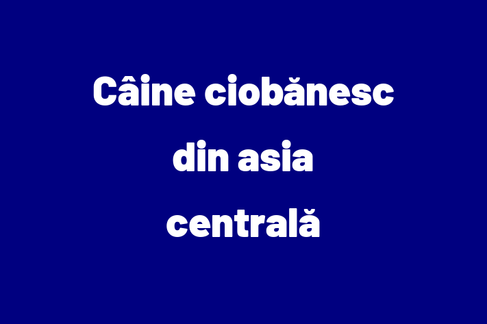 Cine ciobnesc din asia central Câine in Bender Pregtit pentru o Nou Cas