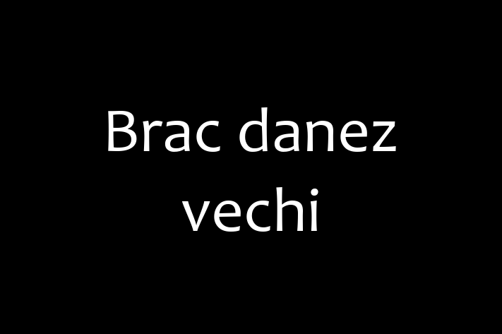 Cine Brac danez vechi de Vnzare in Cueni