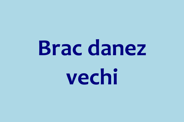 ntlnete Noua Ta Brac danez vechi Câine in Comrat