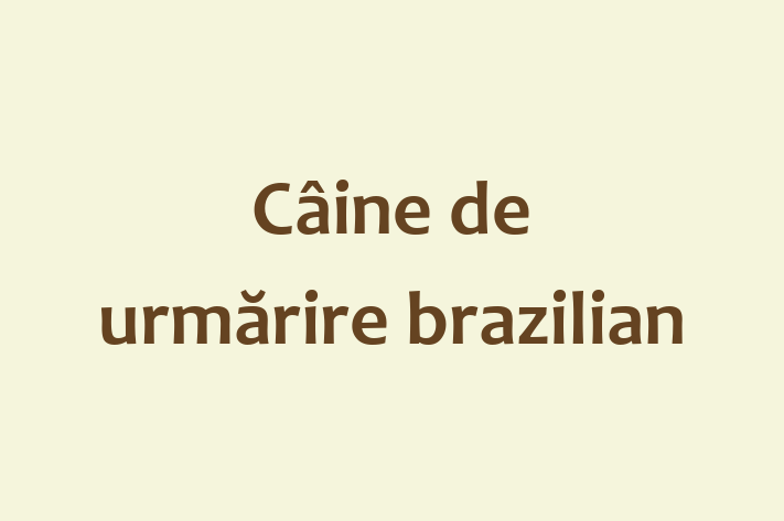 Descoper Noua Ta Câine de urmrire brazilian Câine in Ialoveni