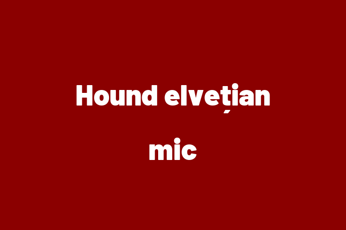 Un Nou Hound elveian mic Câine te Ateapt in Cimilia