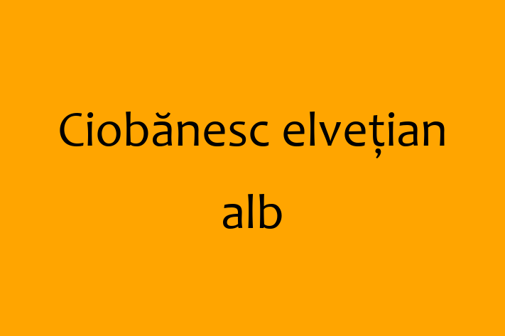 Adoptă acest Ciobănesc elvețian alb de 1 an! jucăuș și afectuos, vaccinat și în așteptarea unei noi familii. Preț: 2,650.00 Lei. Contactează Emil la (067) 759 407.