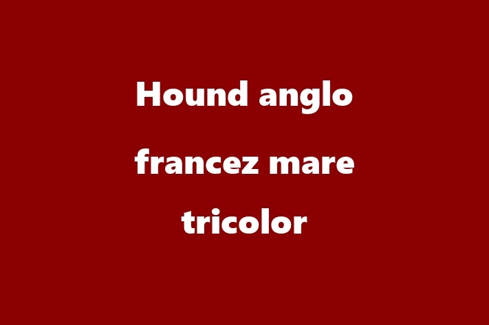 Adopta un Hound anglo francez mare tricolor Câine Fericit in Drochia