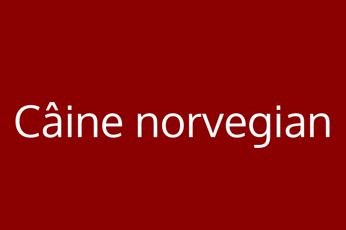 Adoptă acest Câine norvegian de 2 ani, un câine alert și activ. Vaccinat și sănătos. Preț: 2,900.00 Lei.
Contactează Laura la (021) 688262.