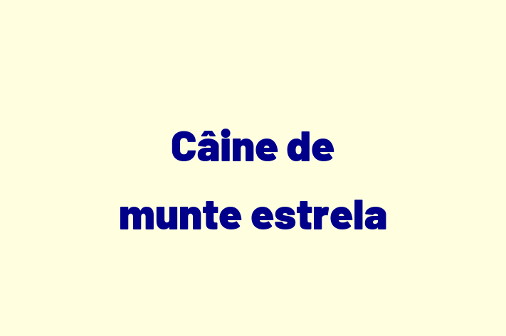 Adopt un Câine Cine de munte estrela Disponibil in Bli