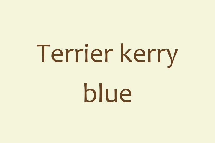 Terrier kerry blue de Vnzare in Briceni