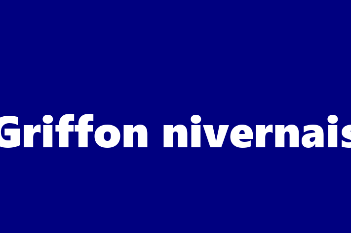 ntlnete Noua Ta Griffon nivernais Câine in Teleneti