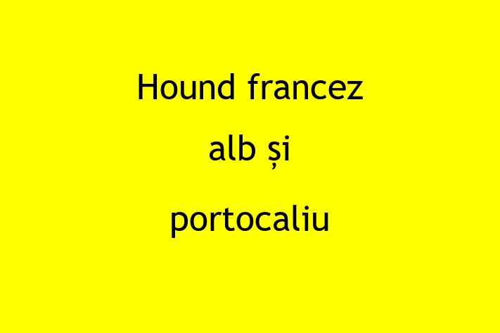 Un Nou Hound francez alb i portocaliu Câine te Ateapt in tefan Voda