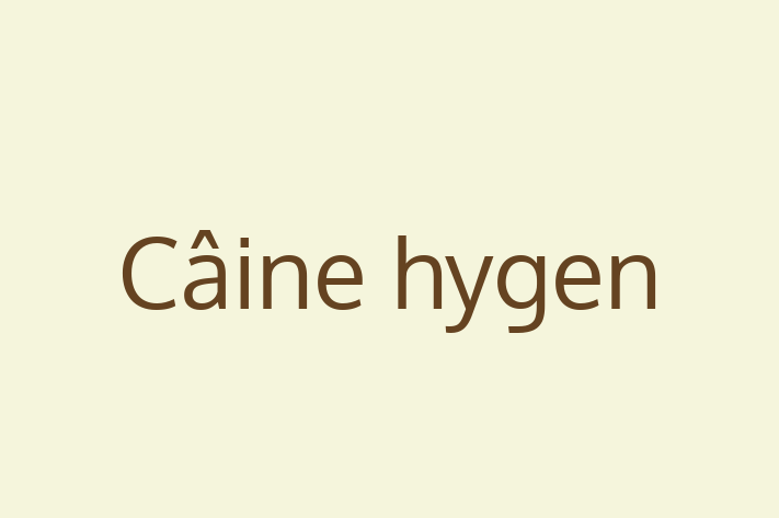 Dacă ești în căutarea unui câine blând și prietenos, atunci Câine hygen este potrivit pentru tine! Acest câine de 2 ani este vaccinat și sănătos.
Contactează Viorica la (0236) 292821 pentru preț și mai multe detalii.