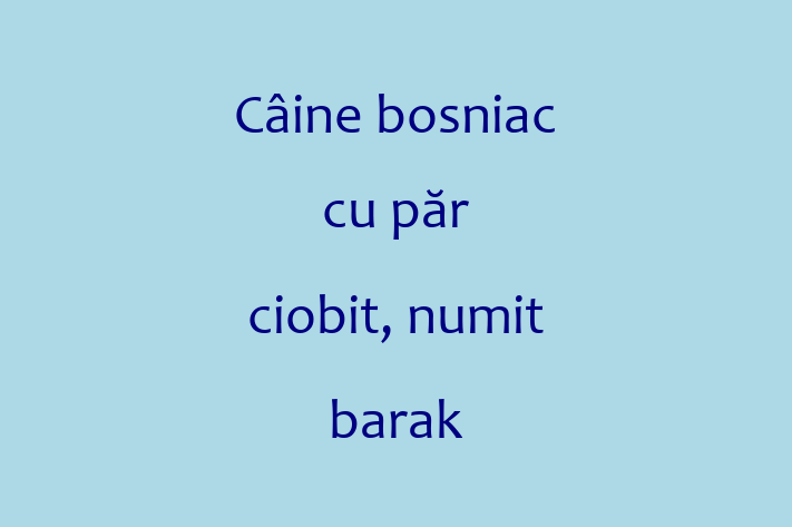 Adopta un Câine Cine bosniac cu pr ciobit numit barak Disponibil in Orhei