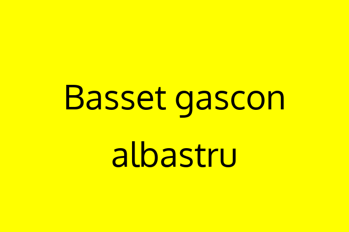 Adoptă acest Basset gascon albastru adorabil de 1 lun astăzi! alert și activ, sănătos și complet vaccinat. Disponibil acum pentru 850.00 Lei.
Contactează Elena la (0246) 186591 pentru mai multe detalii!