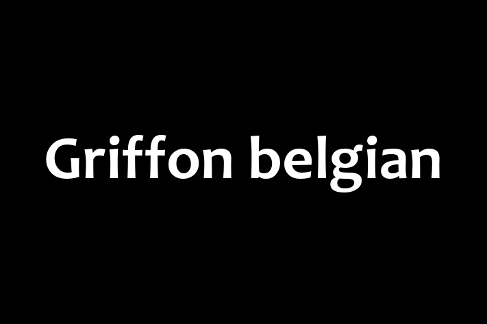 ntlnete Noua Ta Griffon belgian Câine in Comrat