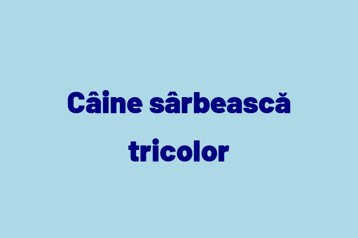 Un Nou Câine srbeasc tricolor Câine te Ateapt in Drochia