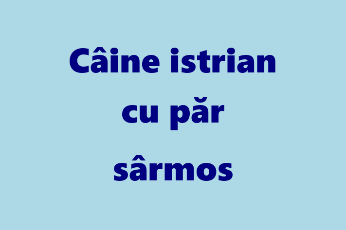 Adoptă acest Câine istrian cu păr sârmos de 2 ani! alert și activ, vaccinat și în așteptarea unei noi familii. Preț: 700.00 Lei. Contactează Gabriela la (068) 725 993.