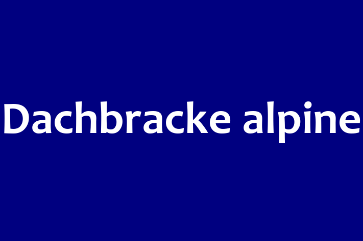 Dachbracke alpine Câine de Vnzare in Rezina