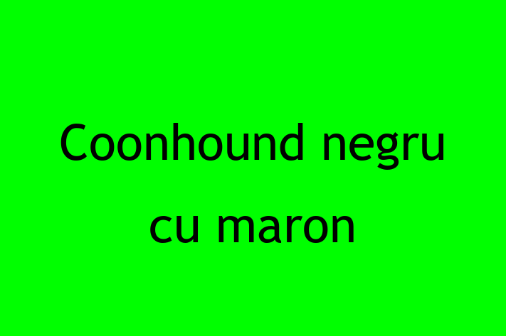 Al nostru Coonhound negru cu maron de 1 an este sănătos, loial și protector și gata pentru o casă nouă. Disponibil pentru 2,600.00 Lei.
Contactează Elena la (067) 236 573.