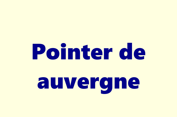 Pointer de auvergne de Vnzare in Cueni