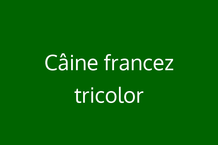 Acest Câine francez tricolor de 1 an este energic și amuzant și gata pentru o familie iubitoare. La zi cu vaccinările și gata să se alăture familiei tale.
Situat în Sîngerei, acest câine adorabil este disponibil pentru 650.00 Lei.
Contactează Teodora la (0276) 930613 pentru mai multe informații!