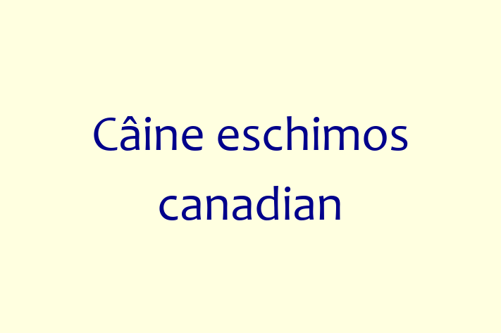 Al nostru Câine eschimos canadian de 2 ani este alert și activ și gata pentru o casă permanentă. Vine cu dosar medical și vaccinări. Preț: 300.00 Lei.
Contactează Ilie la (069) 368 671 pentru a programa o întâlnire!