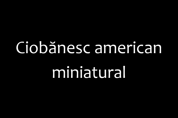 Adoptă acest Ciobănesc american miniatural adorabil de 2 ani astăzi! loial și protector, sănătos și complet vaccinat. Disponibil acum pentru 1,150.00 Lei.
Contactează Laura la (0231) 333220 pentru mai multe detalii!