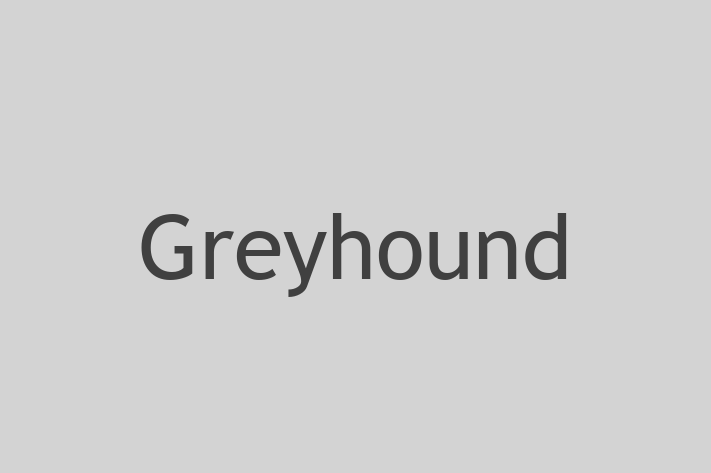 Greyhound Câine de Adopie in Anenii Noi