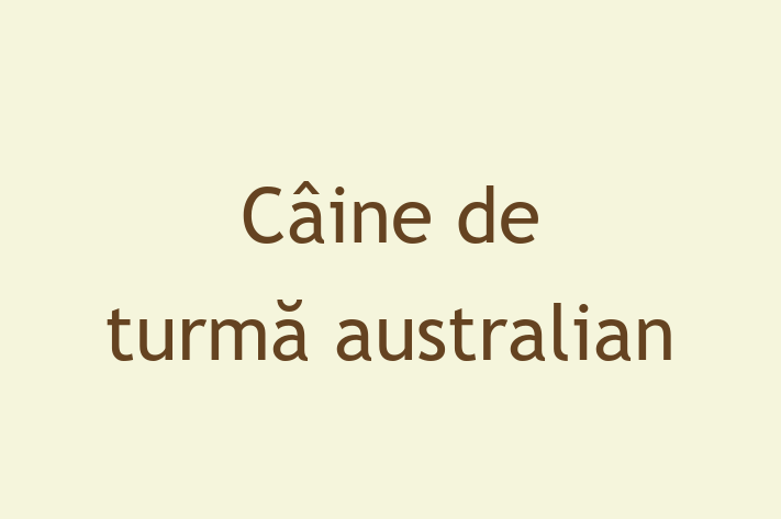 Adopta un Câine Cine de turm australian Disponibil in Ocnia