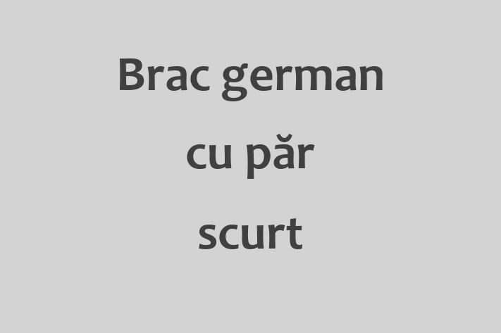 Al nostru Brac german cu păr scurt de 7 luni este perfect pentru familia ta! Sănătos, vaccinat și calm și iubitor. Preț: 2,600.00 Lei.
Contactează Sofia la (069) 575 738.