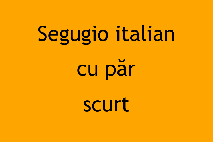 Adopta un Câine Segugio italian cu pr scurt Disponibil in Dubasari