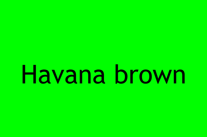 Havana brown Pisica Pregtit pentru o Cas in Comrat