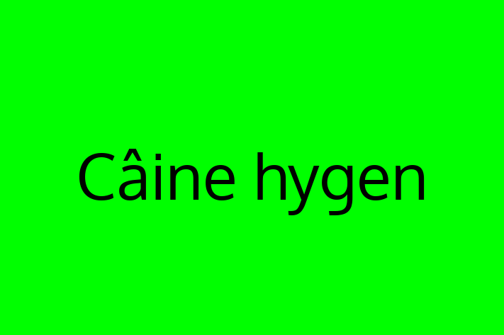 Adopta un Frumos Câine hygen Câine in Rezina