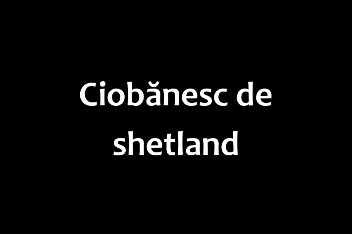 Dacă ești în căutarea unui câine blând și prietenos, atunci Ciobănesc de shetland este potrivit pentru tine! Acest câine de 2 ani este vaccinat și sănătos.
Contactează Stefan la (0249) 817208 pentru preț și mai multe detalii.