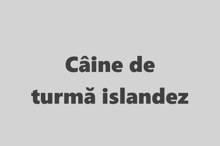 Pui de Câine de turm islandez Câine de Vnzare in Anenii Noi