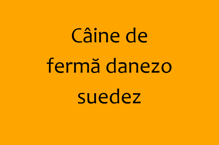 Superb Câine de ferm danezo-suedez Câine de Vnzare in Glodeni