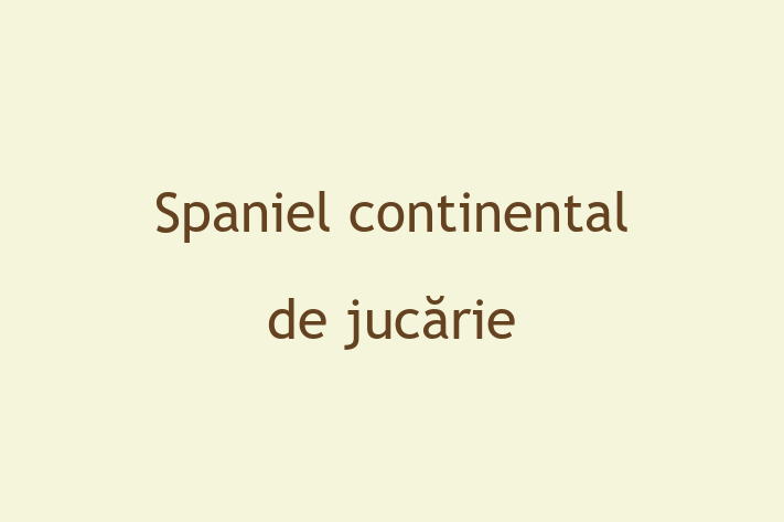 Un Nou Spaniel continental de jucrie Câine te Ateapt in Basarabeasca