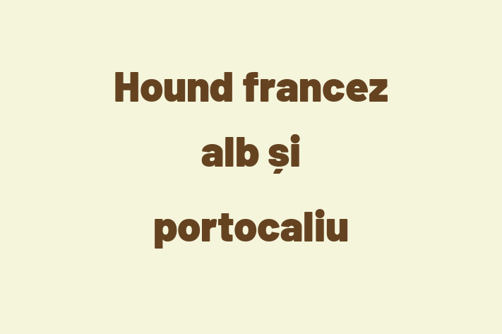 Hound francez alb i portocaliu Câine Pregtit pentru o Cas in Cimilia