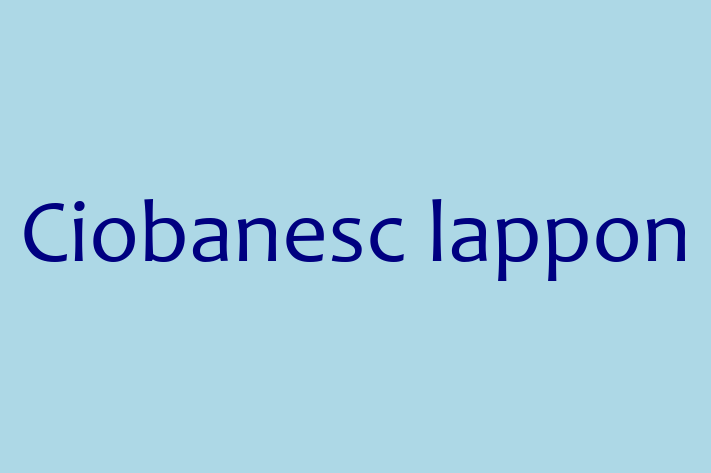 Ciobanesc lappon Câine Disponibil Acum in Bli