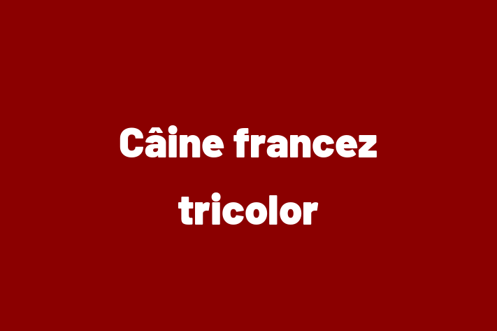 Cine francez tricolor Câine de Vnzare in Comrat