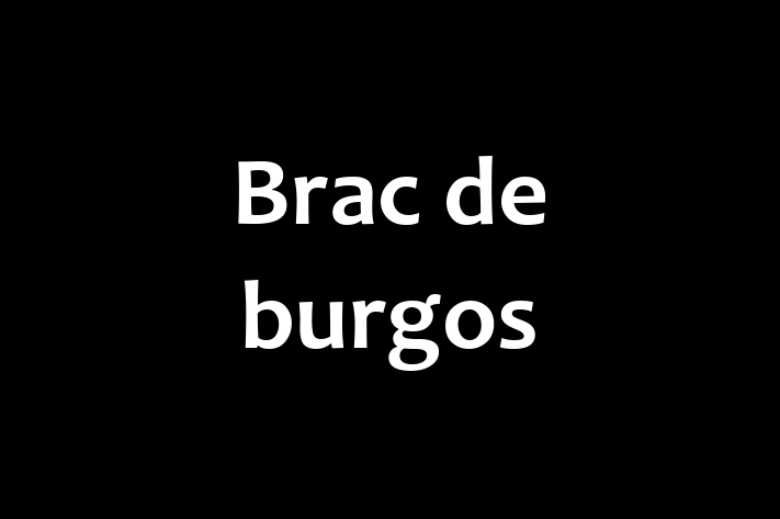 Al nostru Brac de burgos de 5 luni este sănătos, alert și activ și gata pentru o casă nouă. Disponibil pentru 600.00 Lei.
Contactează Ionela la (0299) 340158.