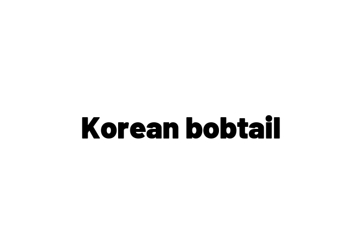 Descoper Noua Ta Korean bobtail Pisica in Rcani