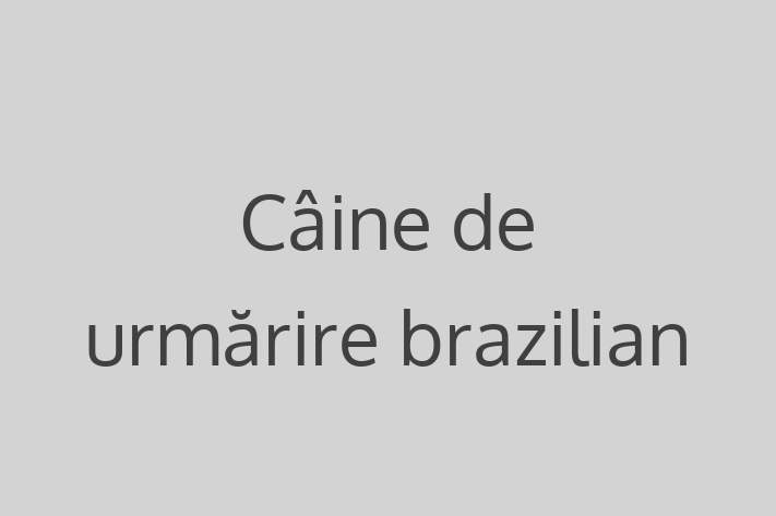 Pui de Câine de urmrire brazilian Câine de Vnzare in Cueni