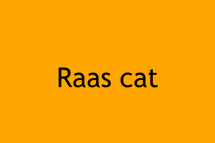 Adopta un Frumos Raas cat Pisica in Orhei