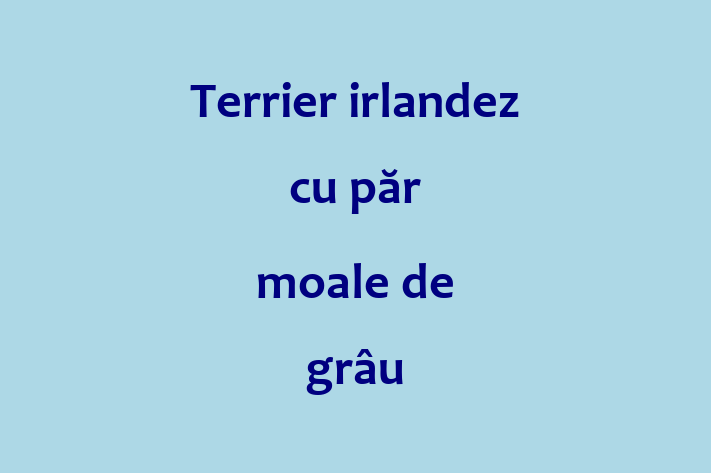 Acest Terrier irlandez cu păr moale de grâu de 2 ani este gata să aducă bucurie familiei tale. Sănătos, vaccinat și socializat. Nu rata această ocazie!
Preț: 2,850.00 Lei. Contactează Vlad la (021) 805830.