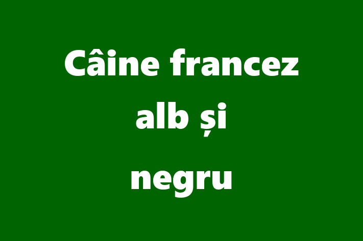 Pui de Câine francez alb i negru Câine de Vnzare in Comrat