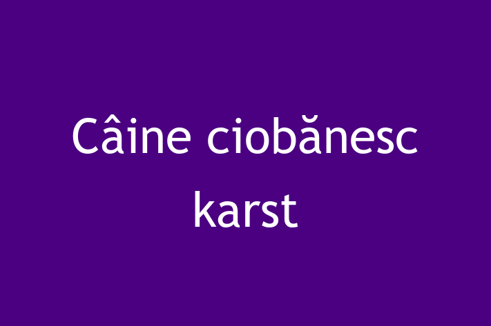 Adopta un Câine ciobnesc karst Câine Prietenos in Hnceti