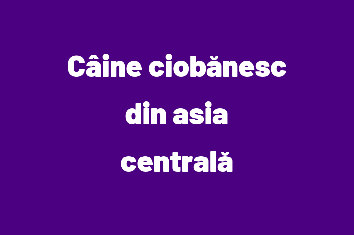 Acest Câine ciobănesc din asia centrală de 1 an este loial și protector și gata pentru o familie iubitoare. La zi cu vaccinările și gata să se alăture familiei tale.
Situat în Soroca, acest câine adorabil este disponibil pentru 350.00 Lei.
Contactează Simion la (062) 43 5 pentru mai multe informații!