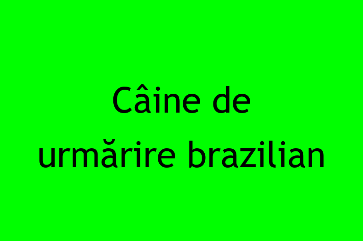 Cine de urmrire brazilian Câine de Adopie in Straeni