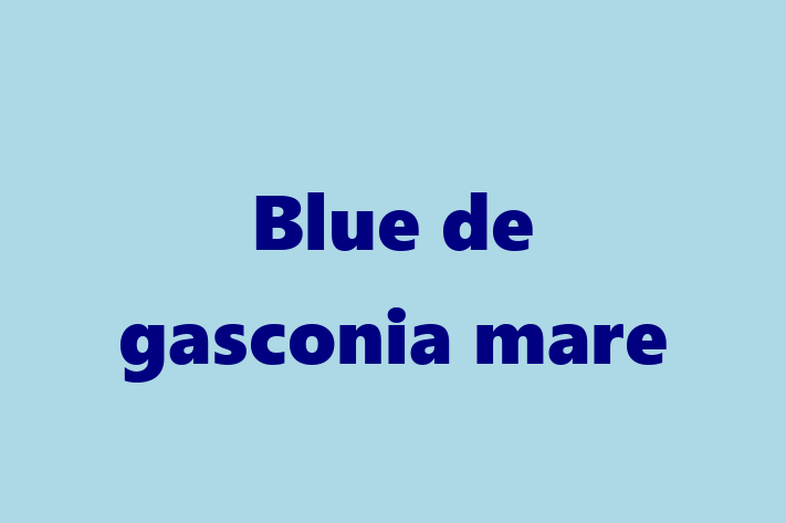 Blue de gasconia mare Câine de Adopie in Rbnia