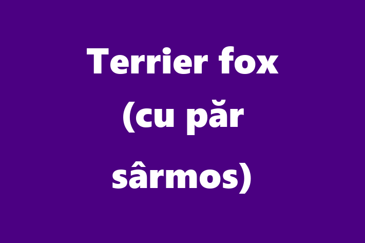 Terrier fox cu pr srmos Câine Disponibil Acum in Rbnia