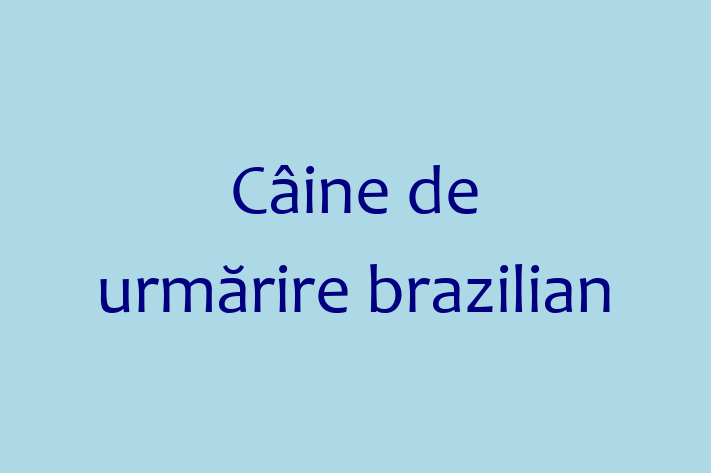 Adopta un Câine de urmrire brazilian Câine Fericit in Bender