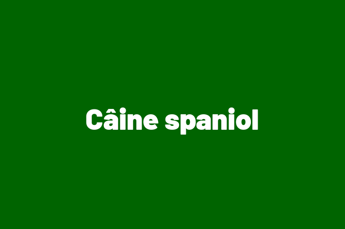 Cine Câine spaniol de Vnzare in Floreti